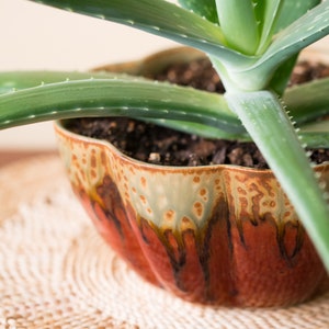 May include: A close-up of an aloe vera plant in a decorative ceramic pot. The pot is a wavy shape with a reddish-brown glaze and a light green rim. The aloe vera leaves are a vibrant green.