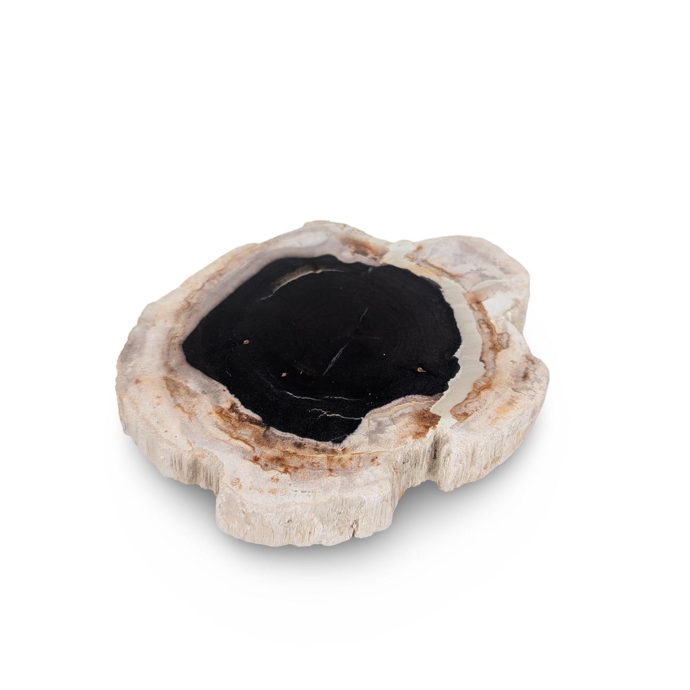 Petrified Wood Tray - Etsy