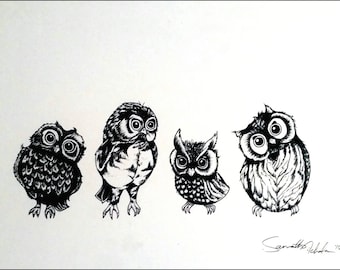 Owlet of curiosity