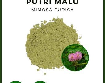 POWDER Sensitive Plant Sleepy Plant Dormilones Mimosa Pudica Herbal All Fresh Natural Herbs spices Indonesian herb Organic WildCrafted