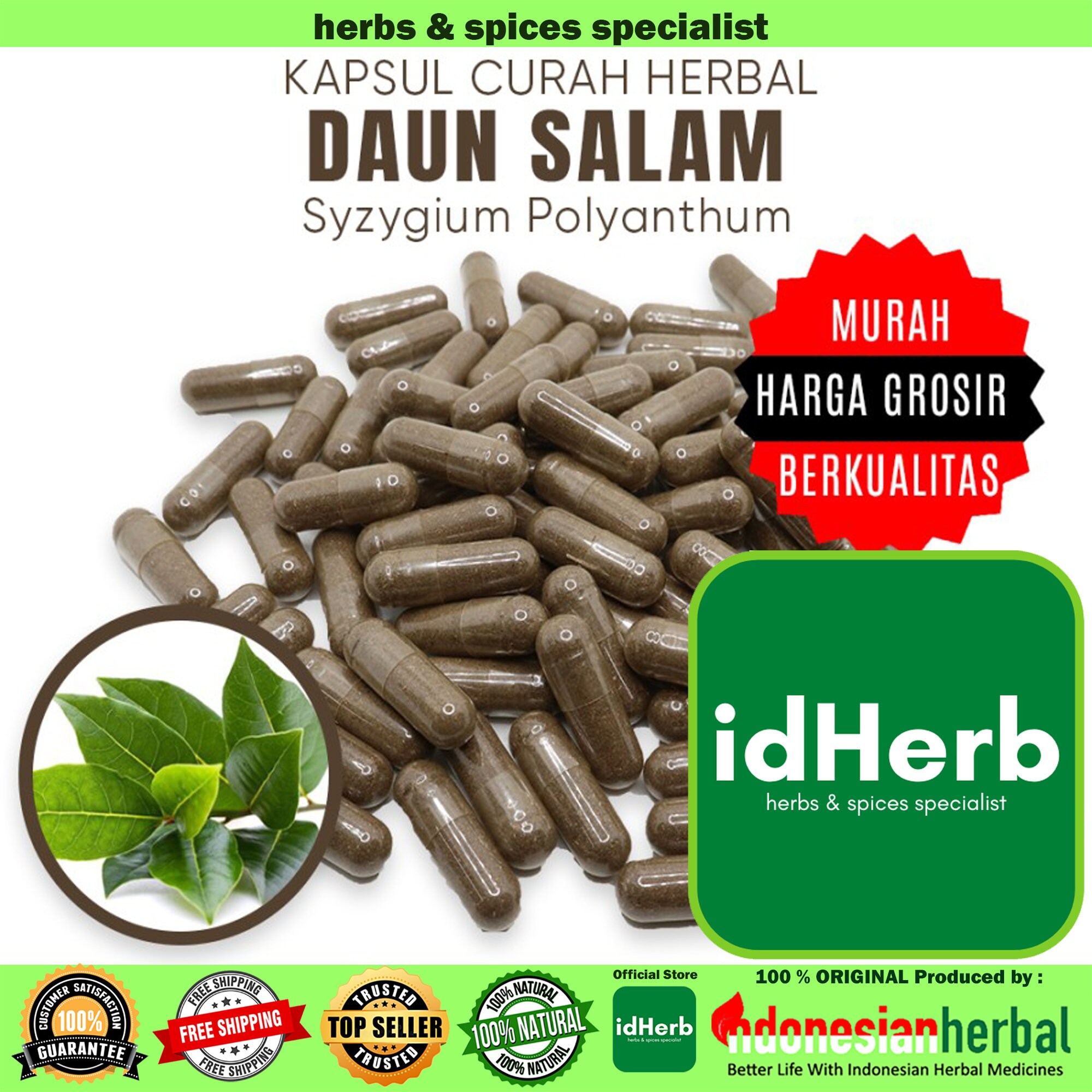 100++ Syzygium polyanthum Seeds Daun salam, Indian bay leaf, Indonesian