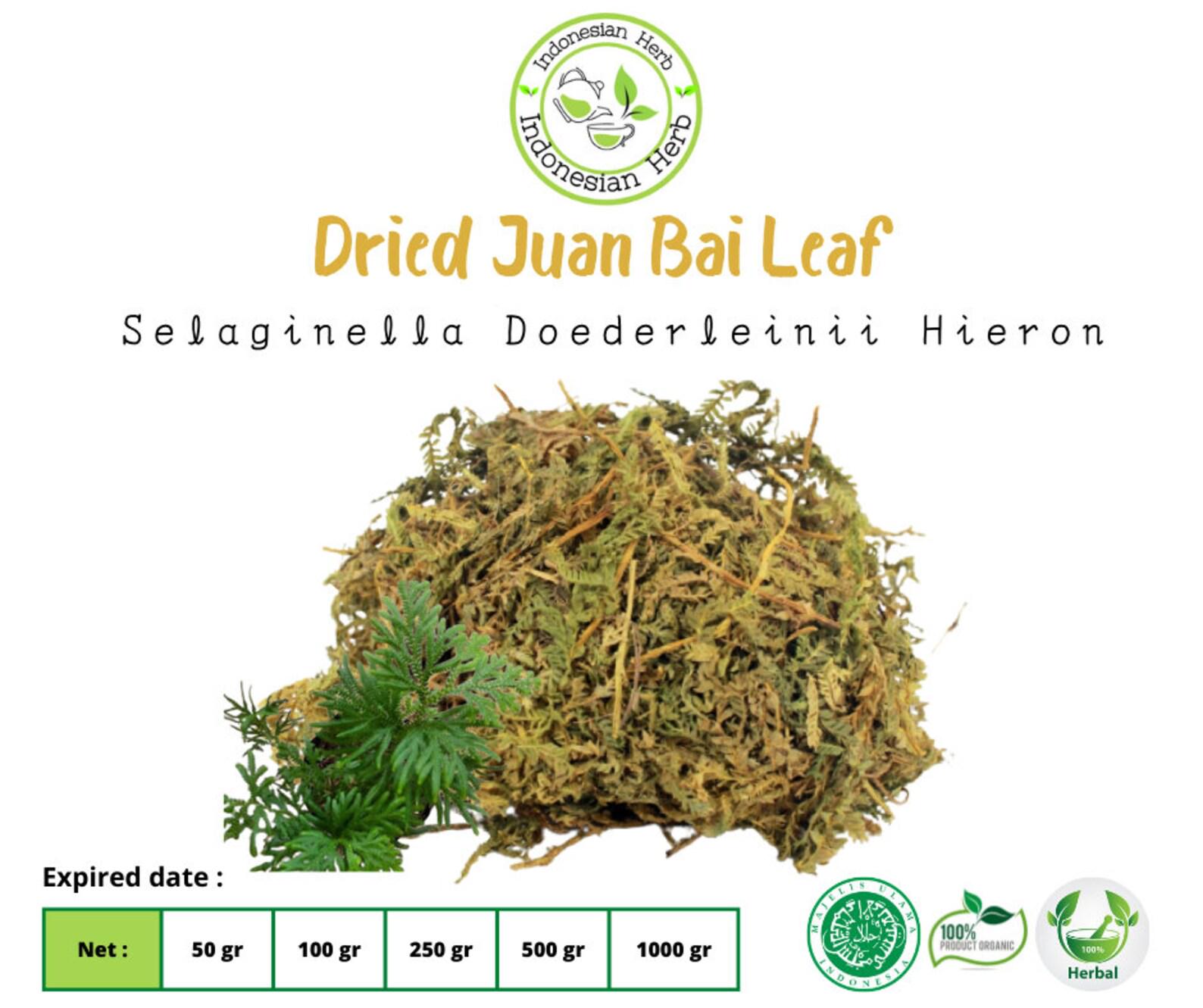 Selaginella - Etsy 日本