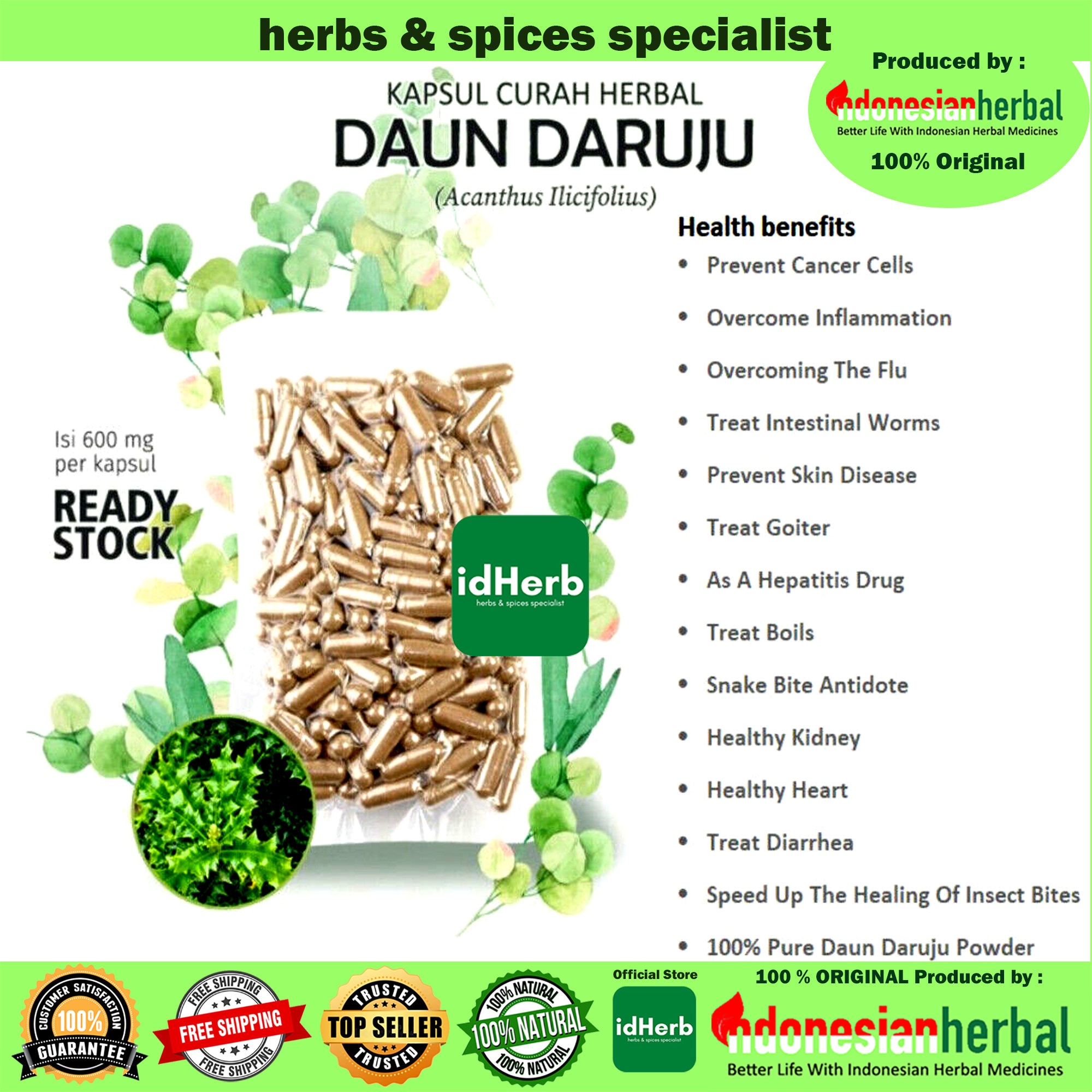 100-500 CAPSULES Acanthus Ilicifolius Leaf Daun Daruju @600mg for Health All Fresh Natural Herbs spices Indonesian herb Organic WildCrafted