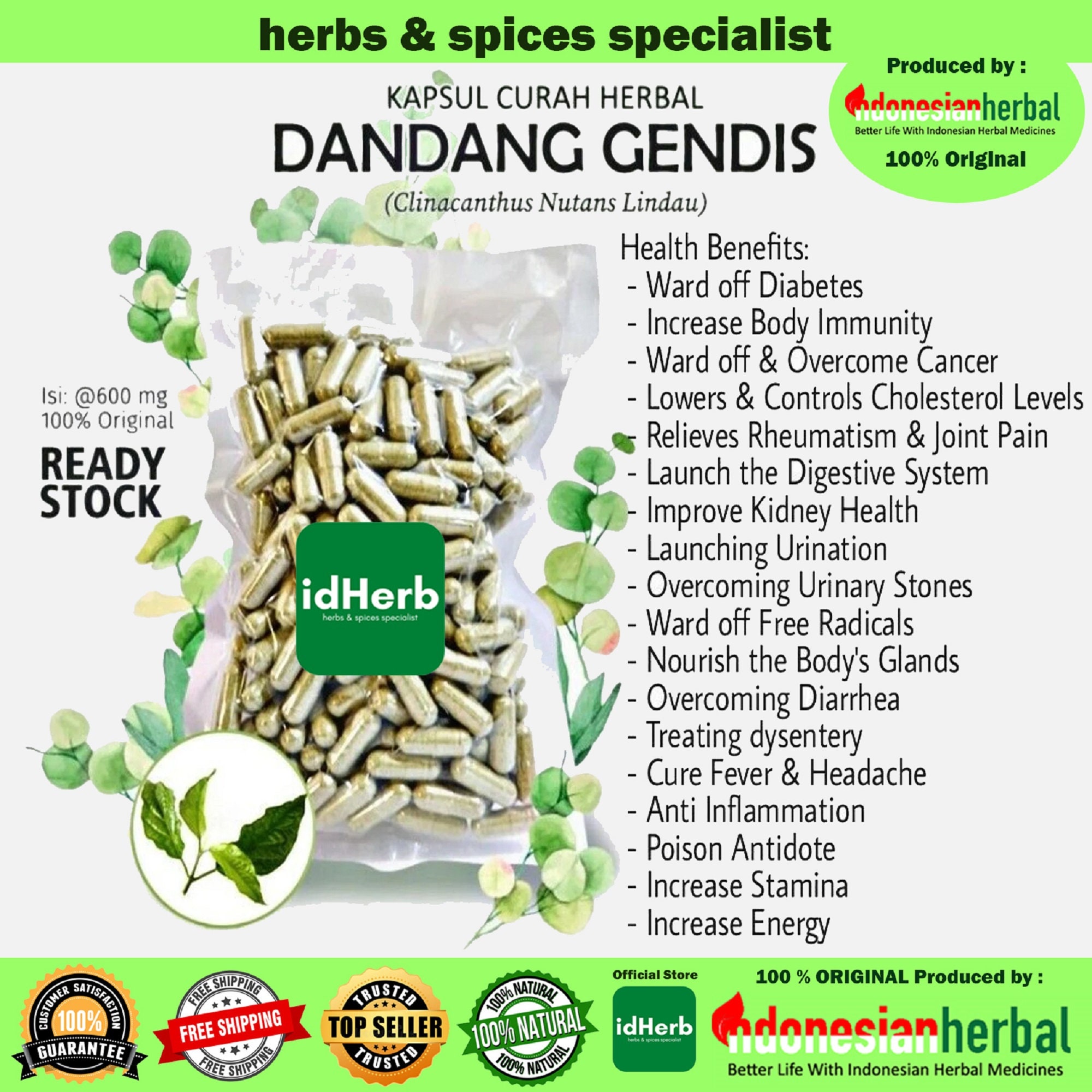 100-500 KAPSUŁEK Clinacanthus Nutans Lindau 600 mg Kapsułki ziołowe Wszystkie świeże naturalne zioła przyprawy Zdrowe indonezyjskie zioła Organiczne Dzikie
