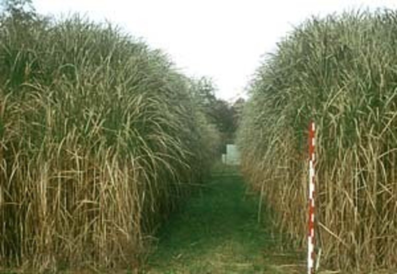 10 pack bundle with free shipping. Silver Grass aka Miscanthus Giganteus Rhizomes...See full description or photo for planting instructions image 7