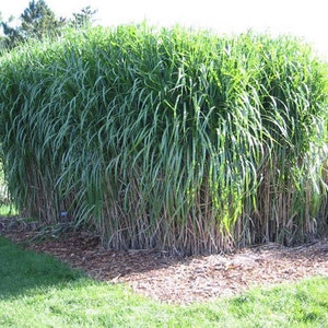 10 pack bundle with free shipping. Silver Grass aka Miscanthus Giganteus Rhizomes...See full description or photo for planting instructions image 9