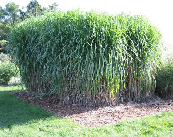 Buy ORGANIC Silver Grass Rhizomes: Miscanthus Giganteus - 10 Pack Online in  India - Etsy