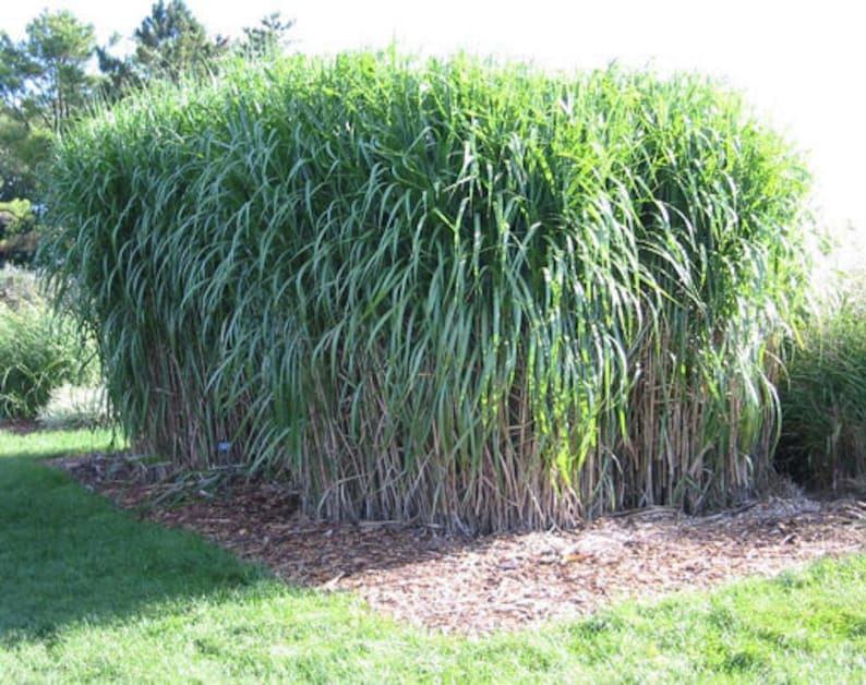 10 pack bundle with free shipping. Silver Grass aka Miscanthus Giganteus Rhizomes...See full description or photo for planting instructions image 9