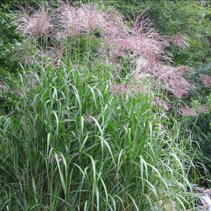 10 pack bundle with free shipping. Silver Grass aka Miscanthus Giganteus Rhizomes...See full description or photo for planting instructions