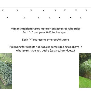 10 pack bundle with free shipping. Silver Grass aka Miscanthus Giganteus Rhizomes...See full description or photo for planting instructions image 3