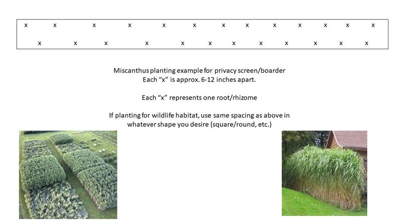 10 pack bundle with free shipping. Silver Grass aka Miscanthus Giganteus Rhizomes...See full description or photo for planting instructions image 3