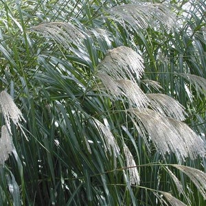 10 pack bundle with free shipping. Silver Grass aka Miscanthus Giganteus Rhizomes...See full description or photo for planting instructions image 5