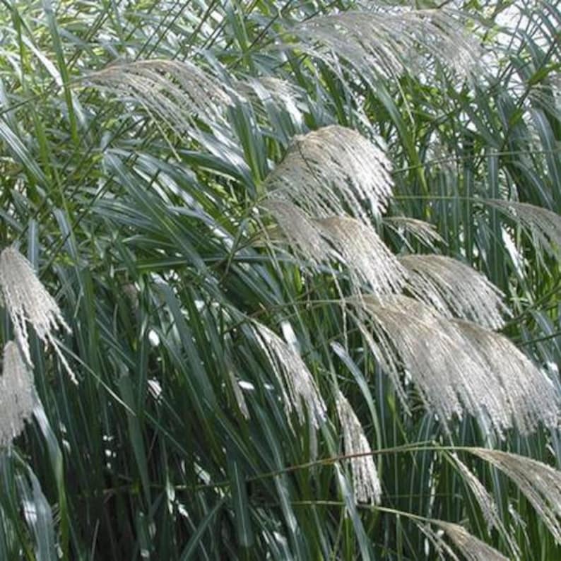 10 pack bundle with free shipping. Silver Grass aka Miscanthus Giganteus Rhizomes...See full description or photo for planting instructions image 5