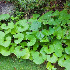 Tractor Seat Plant Seeds - Etsy