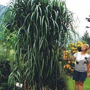 10 pack bundle with free shipping. Silver Grass aka Miscanthus Giganteus Rhizomes...See full description or photo for planting instructions image 4
