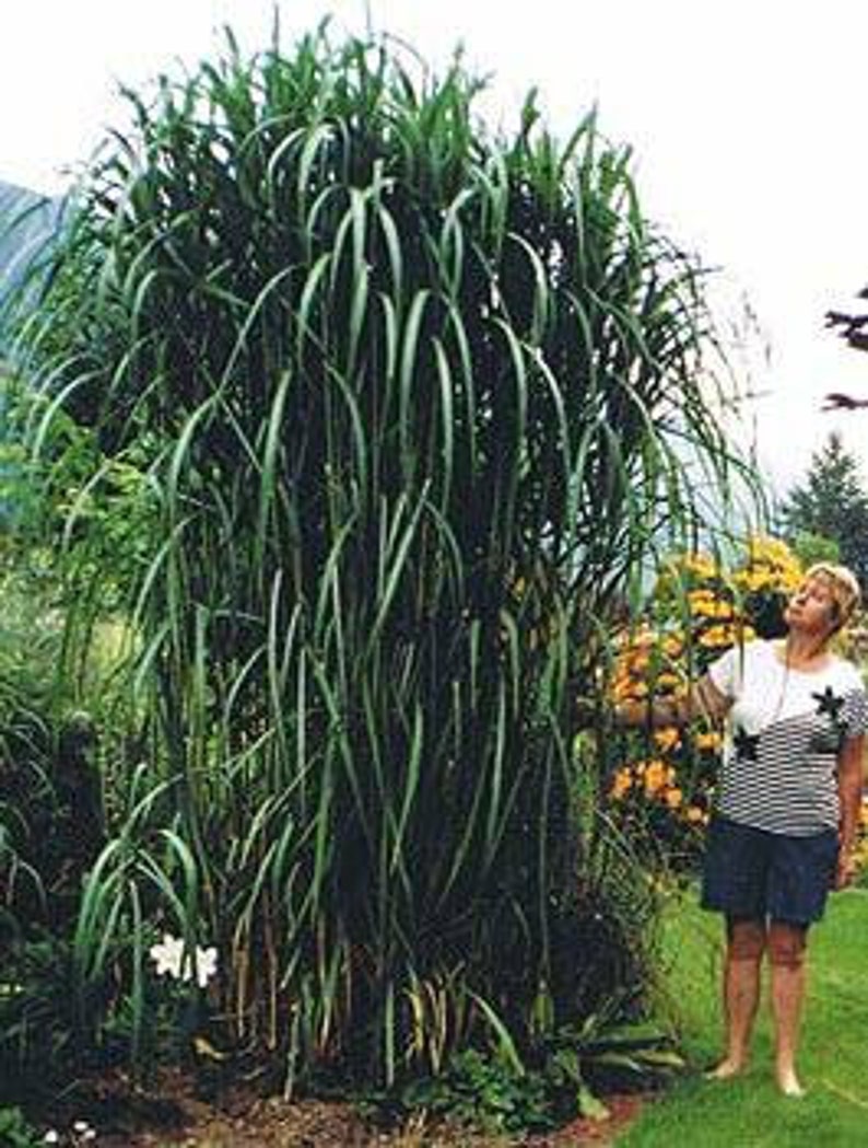 10 pack bundle with free shipping. Silver Grass aka Miscanthus Giganteus Rhizomes...See full description or photo for planting instructions image 4