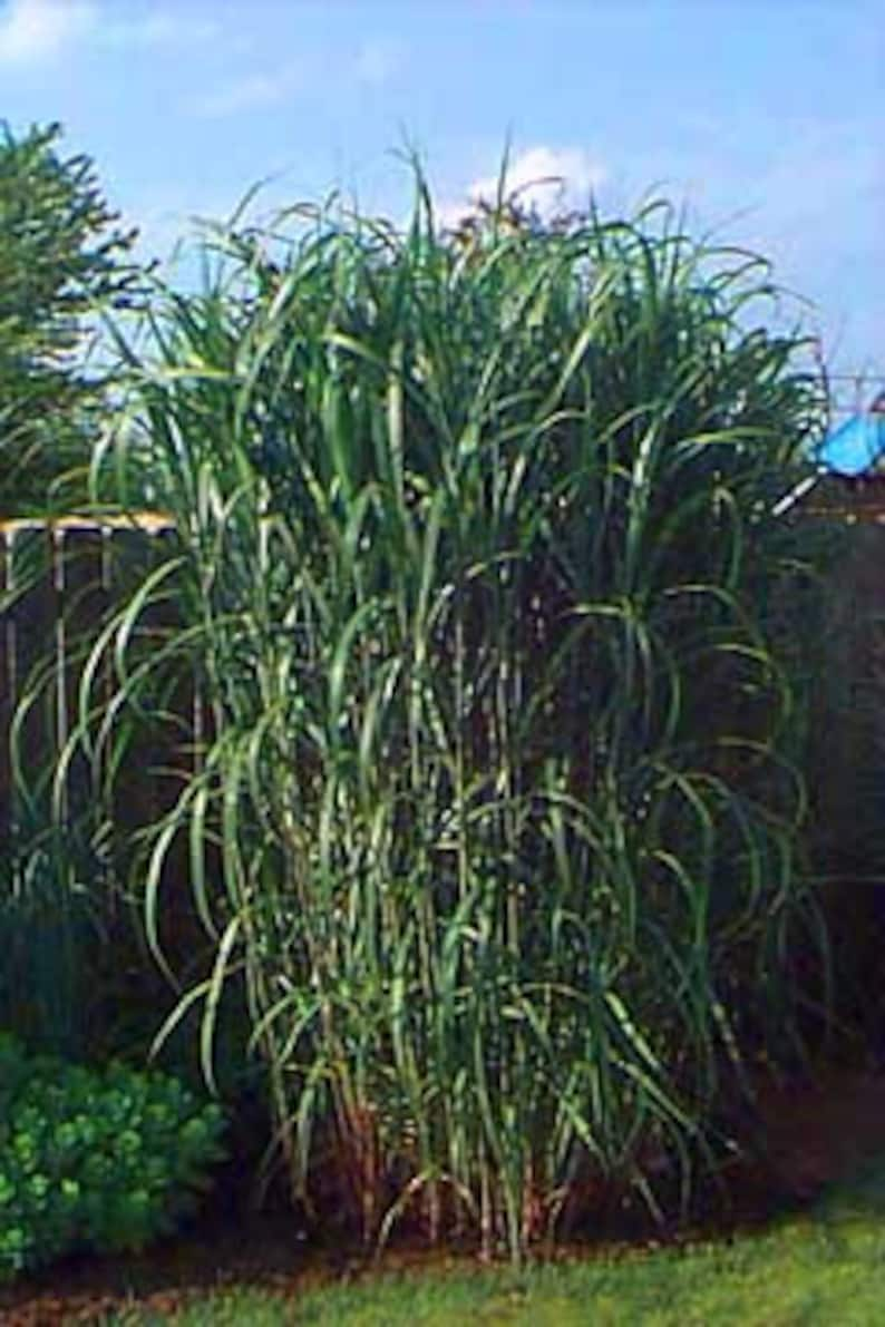 10 pack bundle with free shipping. Silver Grass aka Miscanthus Giganteus Rhizomes...See full description or photo for planting instructions image 8