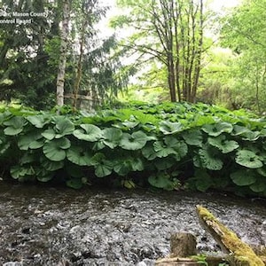 ORGANIC Fuki Plant