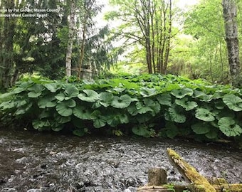 ORGANIC Fuki Plant