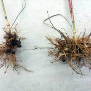10 pack bundle with free shipping. Silver Grass aka Miscanthus Giganteus Rhizomes...See full description or photo for planting instructions image 2