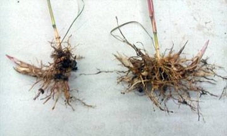 10 pack bundle with free shipping. Silver Grass aka Miscanthus Giganteus Rhizomes...See full description or photo for planting instructions image 2