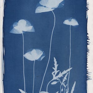 May include: A botanical print featuring white poppy flowers and foliage against a deep blue background. The image has a vintage aesthetic, with the delicate floral forms contrasting with the bold color. The composition includes several poppy blooms and leaves.