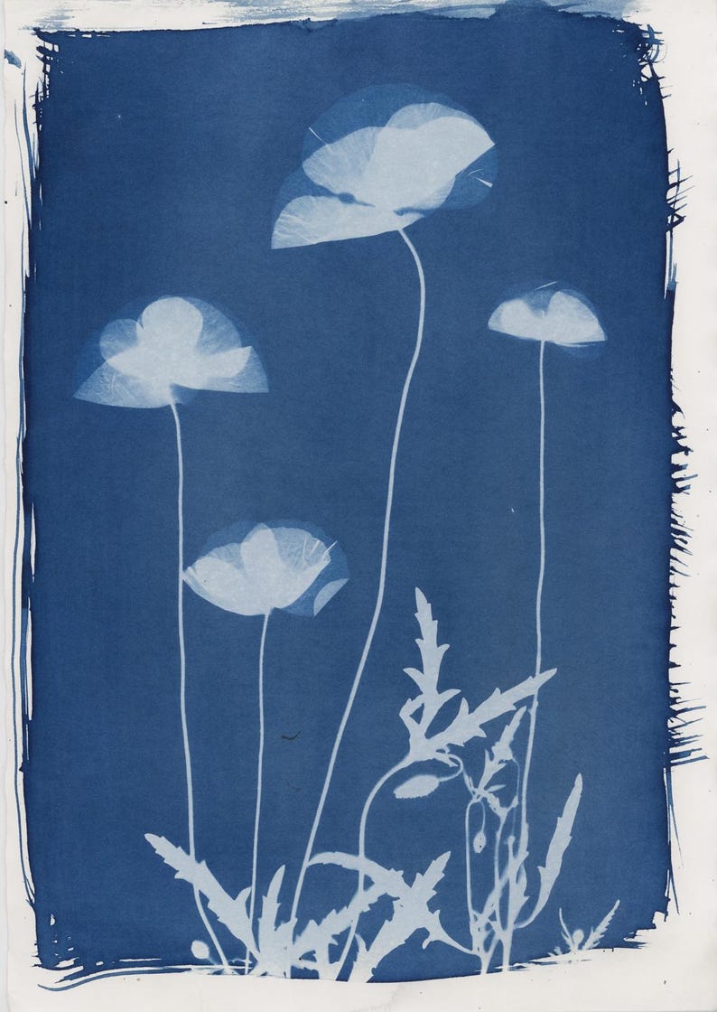 May include: A botanical print featuring white poppy flowers and foliage against a deep blue background. The image has a vintage aesthetic, with the delicate floral forms contrasting with the bold color. The composition includes several poppy blooms and leaves.