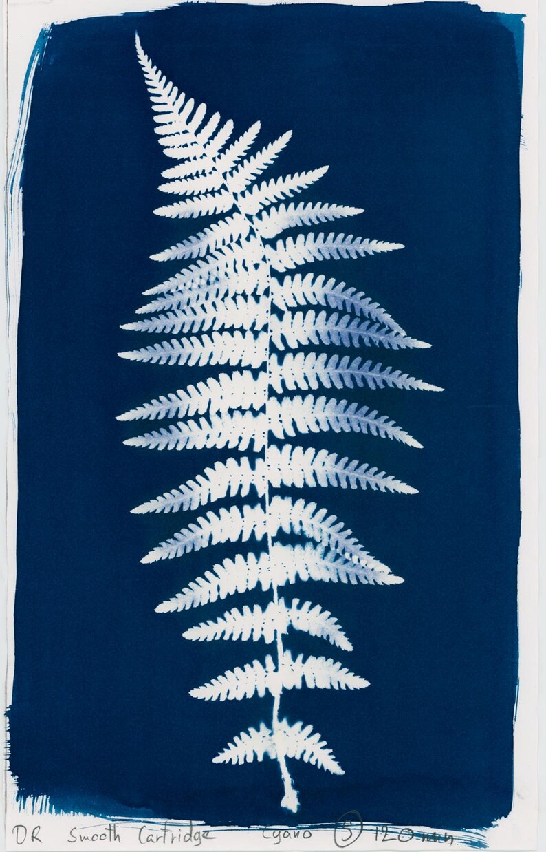 May include: A cyanotype print of a fern frond against a deep blue background. The fern is rendered in white, showcasing intricate details of the leaves. The print is on a white paper with text at the bottom.