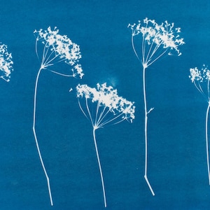 May include: A cyanotype print featuring five white, delicate flower stems against a deep blue background. The flowers have intricate, clustered blooms at the top of each stem, creating a striking contrast with the solid blue backdrop. The image evokes a sense of botanical art.
