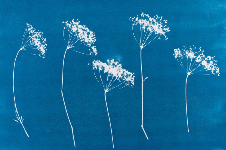 May include: A cyanotype print featuring five white, delicate flower stems against a deep blue background. The flowers have intricate, clustered blooms at the top of each stem, creating a striking contrast with the solid blue backdrop. The image evokes a sense of botanical art.