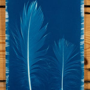 May include: A cyanotype print featuring two large, detailed feathers against a deep blue background. The feathers have a central white quill and delicate barbs, creating a striking contrast. The print has a white border and is set against a wooden surface.