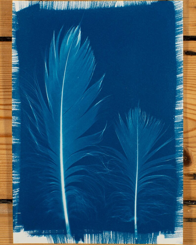 May include: A cyanotype print featuring two large, detailed feathers against a deep blue background. The feathers have a central white quill and delicate barbs, creating a striking contrast. The print has a white border and is set against a wooden surface.
