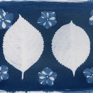 May include: A cyanotype print featuring white botanical elements on a dark blue background. The composition includes two large leaves and several small flowers. The leaves have detailed vein patterns, and the flowers have a star-like shape.