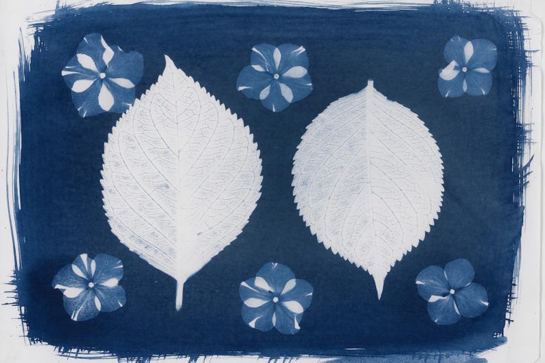 May include: A cyanotype print featuring white botanical elements on a dark blue background. The composition includes two large leaves and several small flowers. The leaves have detailed vein patterns, and the flowers have a star-like shape.