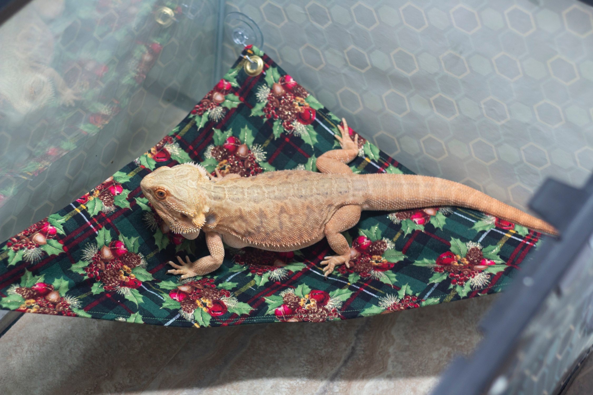 bearded dragon playpen