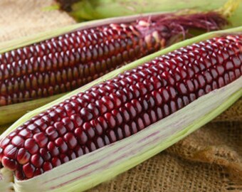 Double Red Sweet Corn Seed Packet 1 2 Oz Package Etsy Double Red Sweet Corn Seed Packet 1 2 Oz Package Etsy