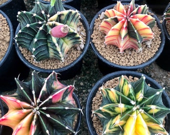 80 Seeds of Gymnocalycium variegated cactus MIX!