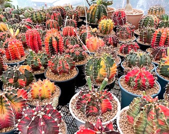 80 Seeds of Gymnocalycium variegated cactus MIX!