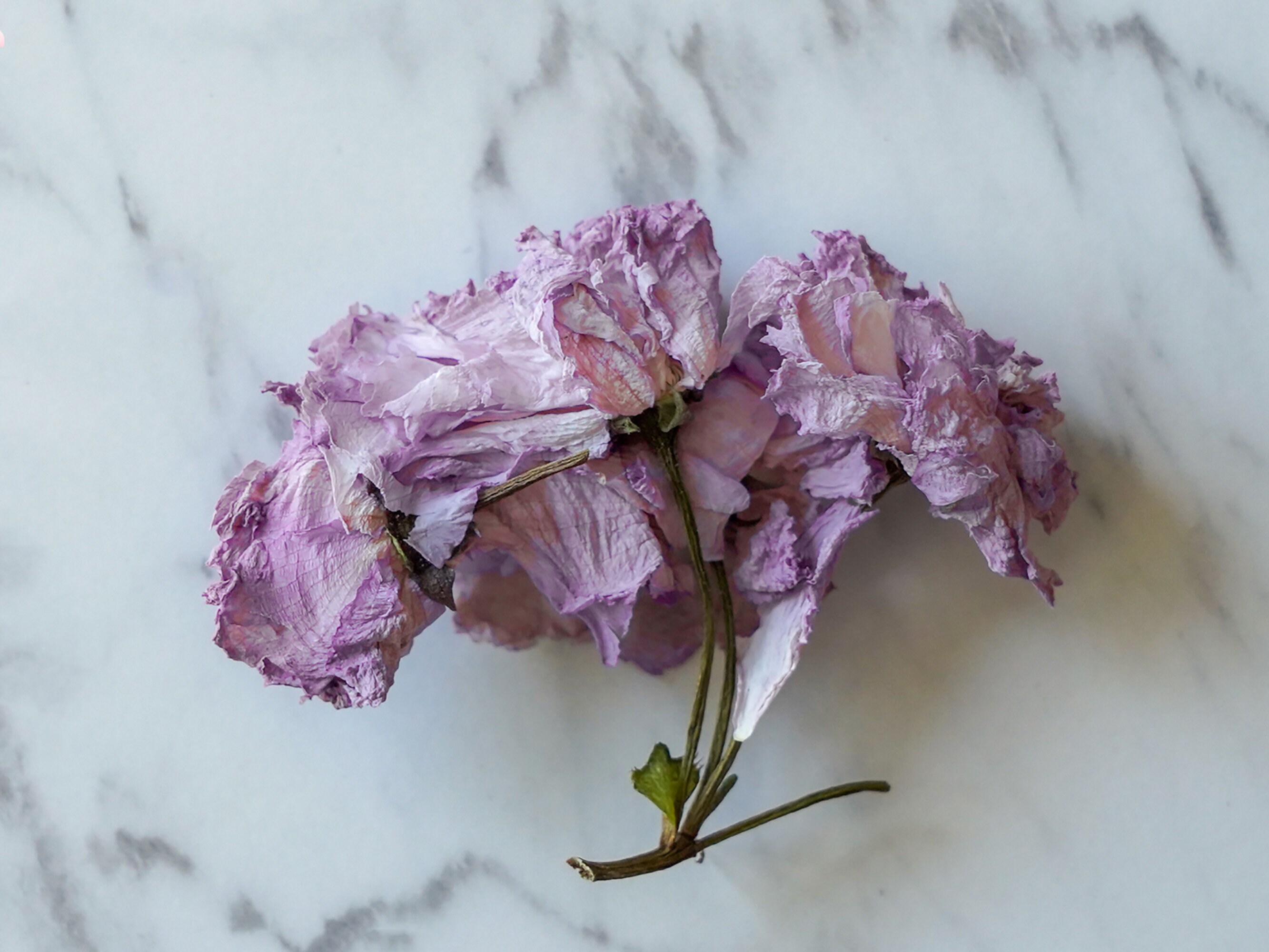 Organic Dried Sakura Cherry Blossom flower tea 100 Natural Etsy