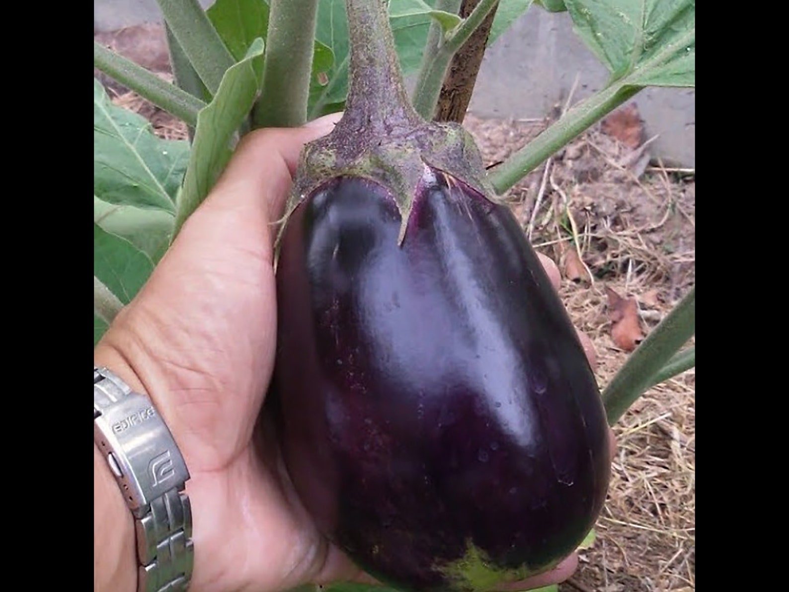 Giant Purple Eggplant Seeds Solanum melongena Seeds. Organic Etsy