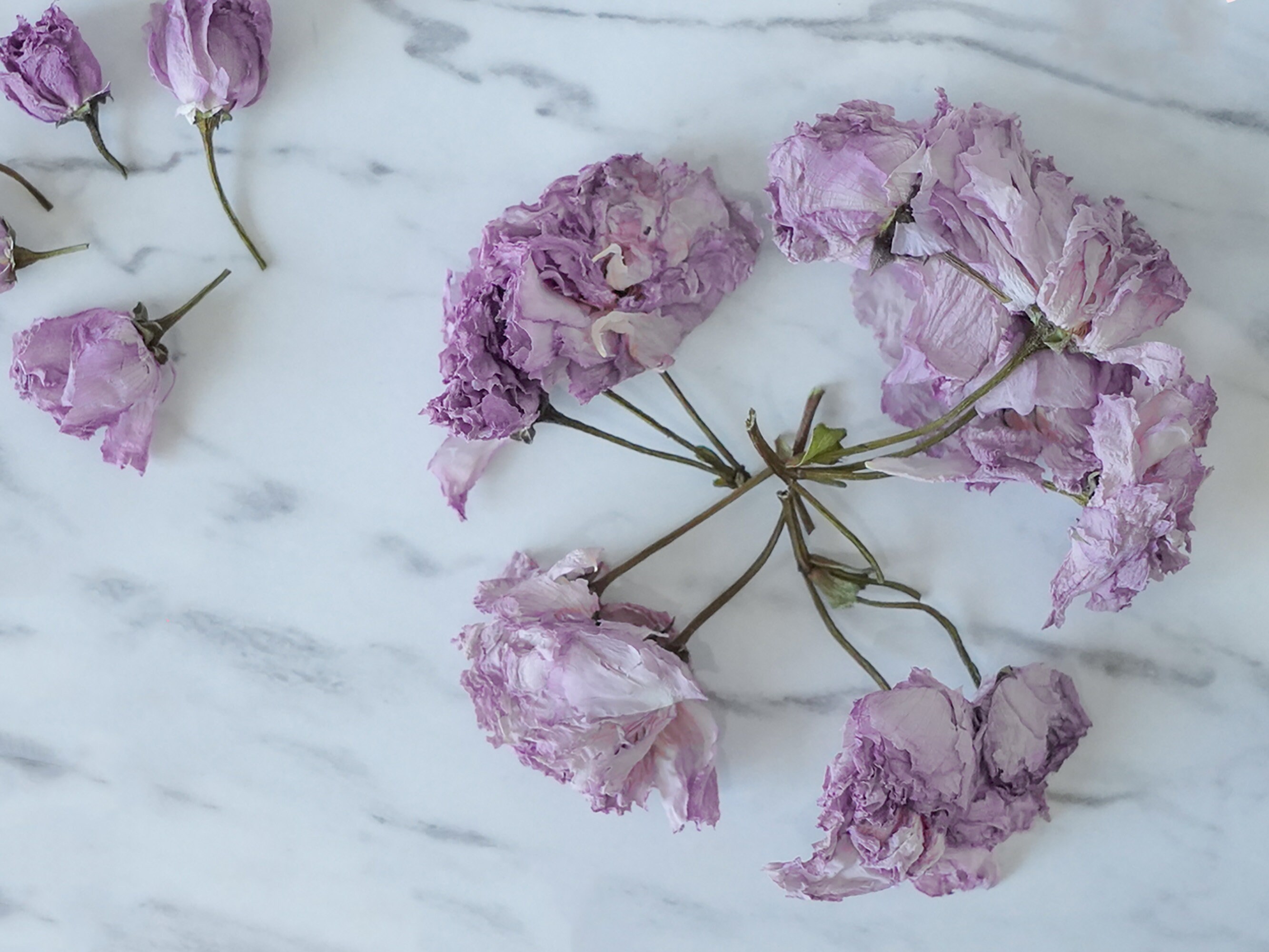 Organic Dried Sakura Cherry Blossom flower tea 100 Natural Etsy