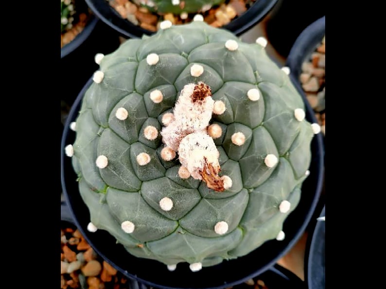 15 Fresh Seeds Variegated Astrophytum Kikko cactus 15 Fresh Seeds Variegated Astrophytum Kikko cactus