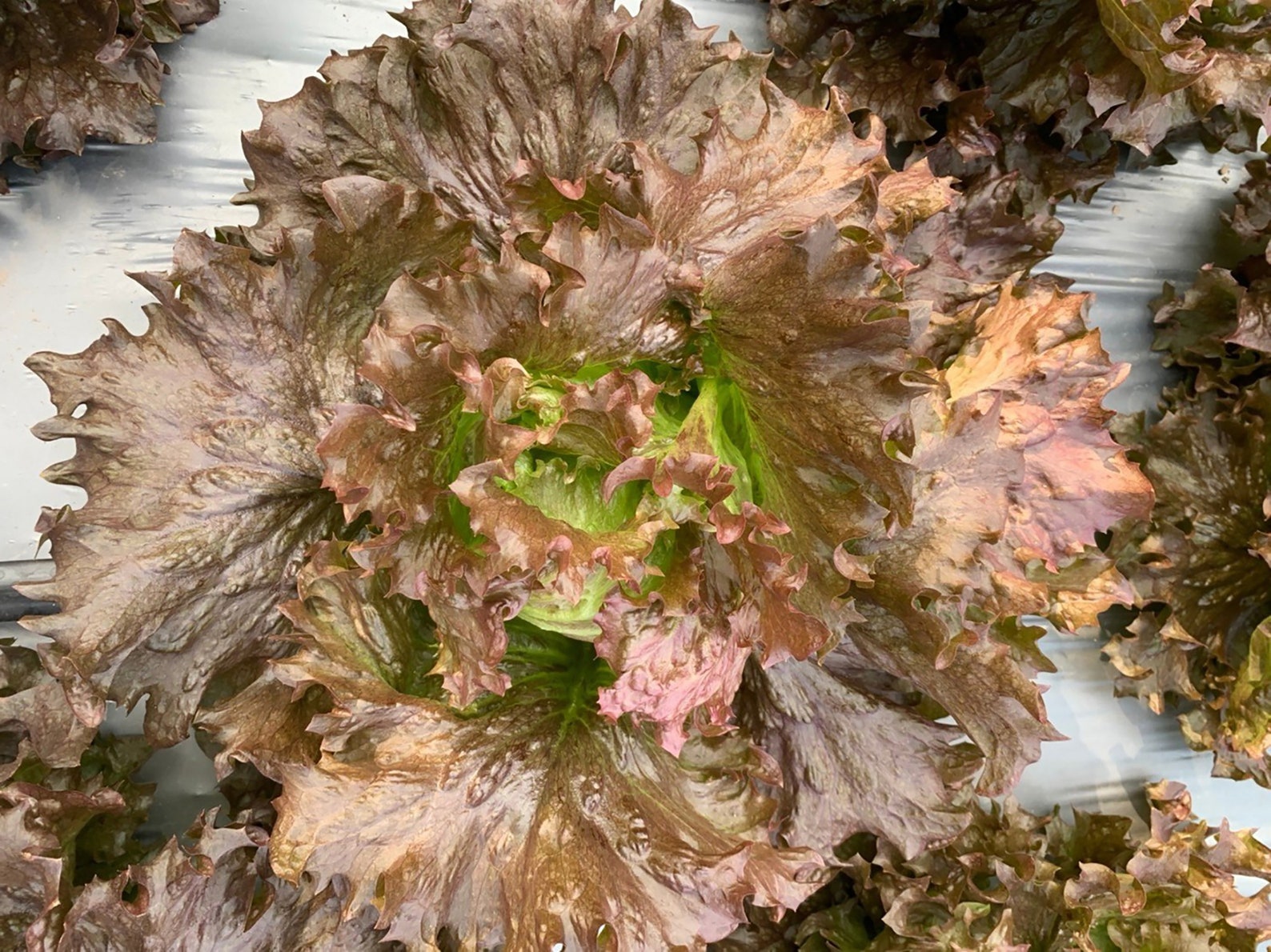 Organic Purple Iceberg Butter Head lettuce vegetable Seeds Etsy