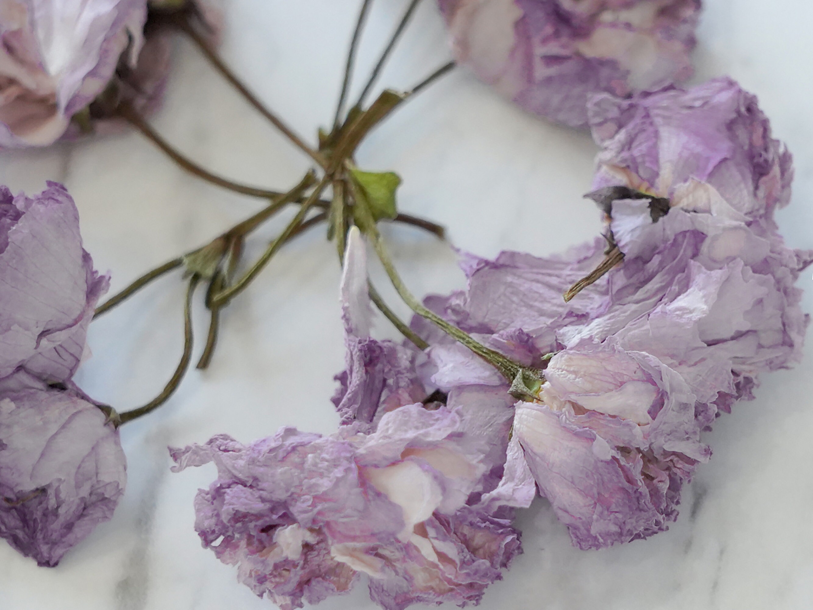 Organic Dried Sakura Cherry Blossom flower tea 100 Natural Etsy