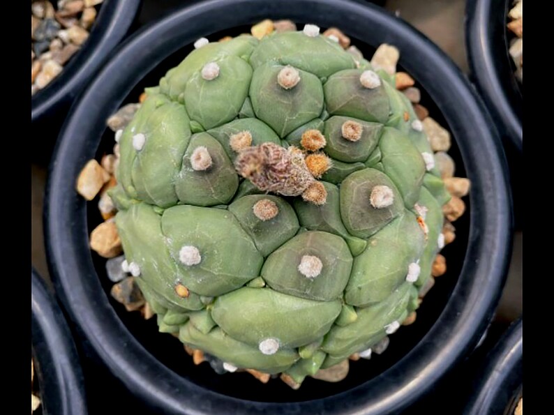 15 Fresh Seeds Variegated Astrophytum Kikko cactus 15 Fresh Seeds Variegated Astrophytum Kikko cactus