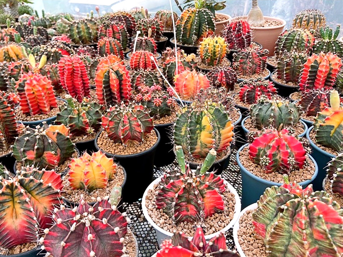 120 FRESH SEEDS Special Gymnocalycium variegated cactus Etsy