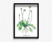 Poster A3 Gänseblümchen - Wildkräuter Illustration - Wandbild für die Küche