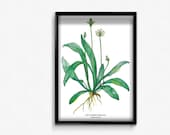 Poster A3 mit Wildkräuter Illustration - Spitzwegerich - als Wandbild für die Küche