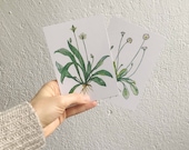 2 Postkarten "Wilde Pflanzen" mit Gänseblümchen- und Spitzwegerich-Motiv - Wildkräuter Aquarellillustration