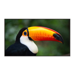 Puede incluir: Primer plano de un tucán con un gran pico naranja y rojo brillante. El ojo del tucán es azul y las plumas son negras y blancas.